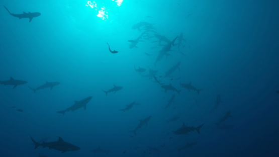 Slow motion of Grey reef sharks frenzy over the coral reef, Tahiti, 4K UHD