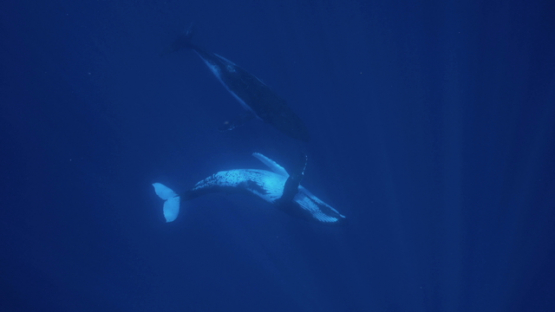 Humpback whale resting, and calf playing around, Tahiti, 4K UHD