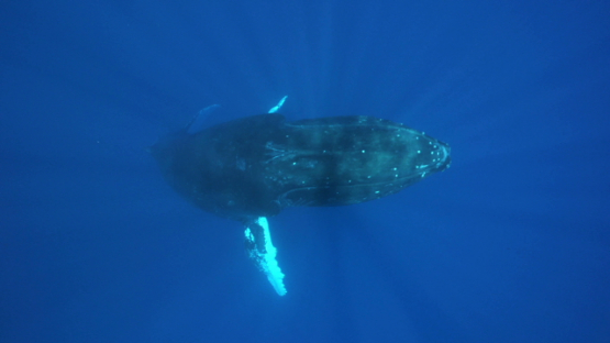 Humpback whale and calf swimming back to the surface, Tahiti, 4K UHD