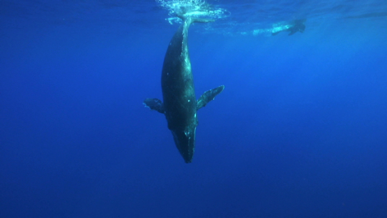Humpback whale, calf swimming in the blue, Tahiti, 4K UHD