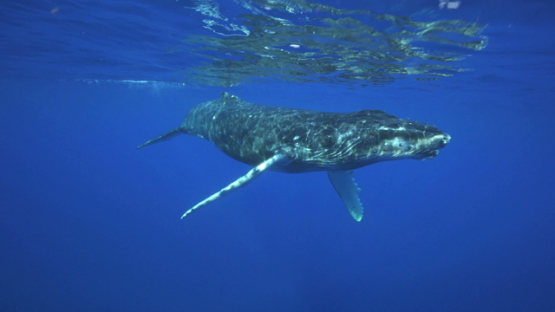 Humpback whale, calf swimming at the surface, Tahiti, 4K UHD
