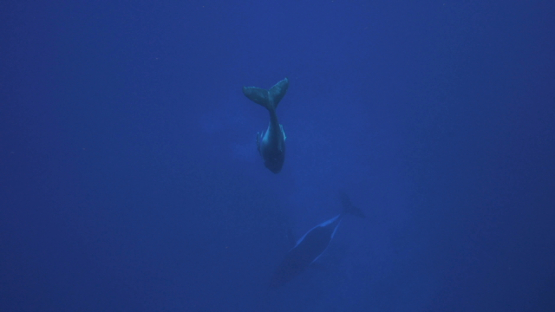 Humpback whale, calf diving in the depth joining his mother, Tahiti, 4K UHD