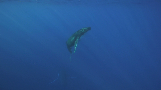 Humpback whale swimming back to the surface, Tahiti, 4K UHD