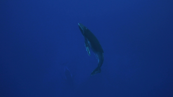 Humpback whale, calf swimming back to the surface, Tahiti, 4K UHD