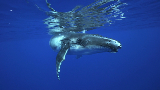 Humpback whale, calf swimming at the surface before diving, Tahiti, 4K UHD