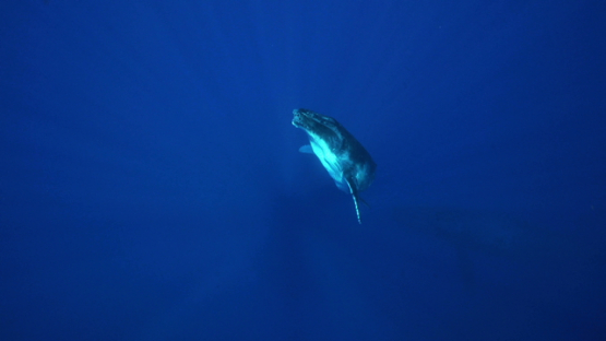 Humpback whale, calf,  swimming back to the surface, Tahiti, 4K UHD