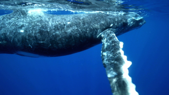 Young Humpback whale swimming at the surface, Tahiti, 4K UHD