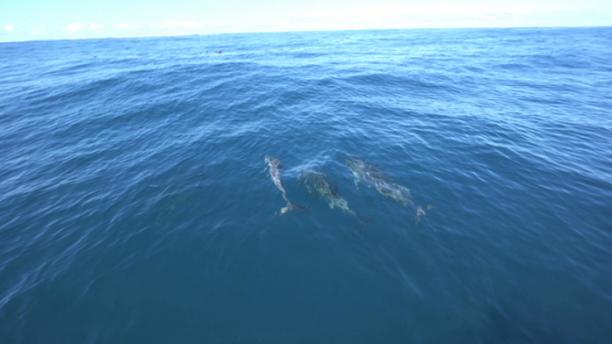Spinner dolphins swimming near the surface, Tahiti, 4K UHD