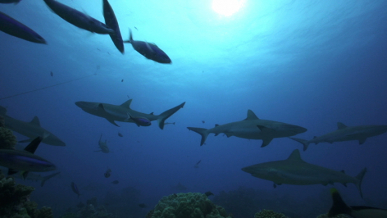 Grey sharks swimming over the coral reef, Tahiti, 4K UHD