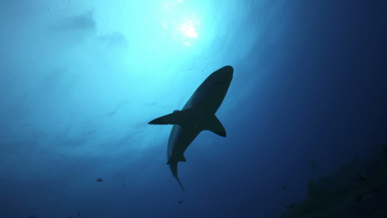Grey sharks swimming over the coral reef, Tahiti, 4K UHD