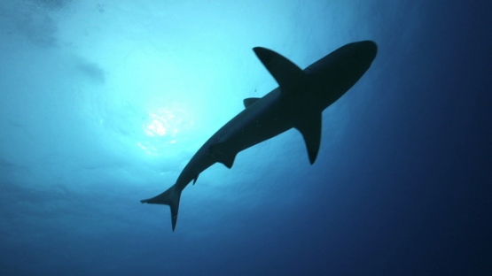 Grey sharks over the camera, Tahiti, 4K UHD