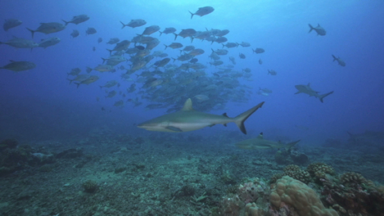 Black tip sharks and Jack fishes schooling over the coral reef, Tahiti, 4K UHD
