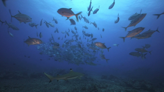 Jack fishes schooling over the coral reef, Tahiti, 4K UHD