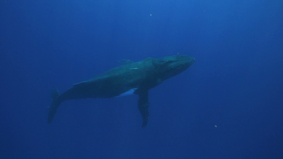 Humpback whale swimming back to the surface, Tahiti, 4K UHD