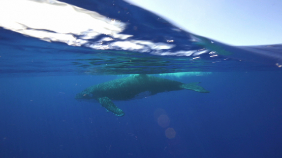 Humpback whale swimming at the surface, Tahiti, 4K UHD