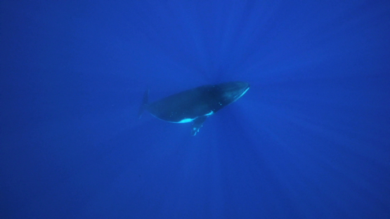 Humpback whale back to the surface, Tahiti, 4K UHD