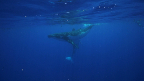 Two Humpback whales swimming at the surface, Tahiti, 4K UHD