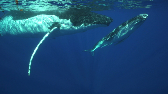 Humpback whales, mother and calf staying at the surface, close to camera,  Tahiti, 4K UHD