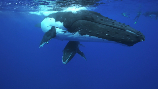 Humpback whales, mother and calf resting at the surface, Tahiti, 4K UHD