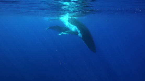 Humpback whales, mother and calf diving in the depth, Tahiti, 4K UHD