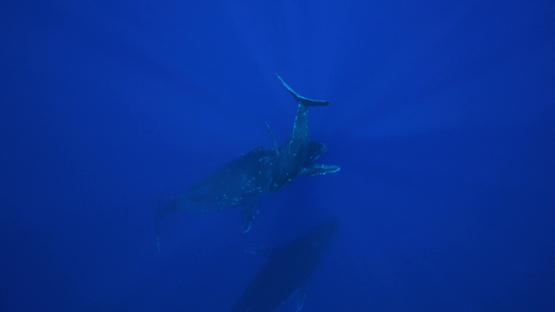 Humpback whales, Calf joining two other whales resting in the depth, Tahiti, 4K UHD