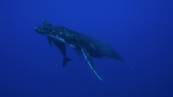 Humpback whales, mother and calf resting in the depth, Tahiti, 4K UHD