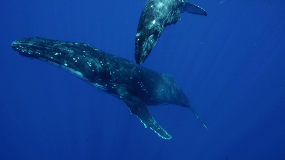 Humpback whales, mother resting and calf swimming around, Tahiti, 4K UHD
