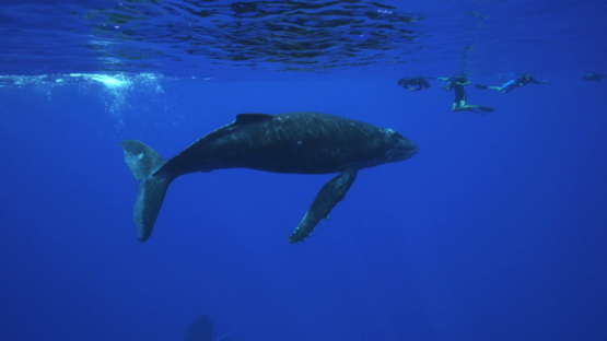 Tourists watching Humpback whale at the surface, calf swimming, Tahiti, 4K UHD