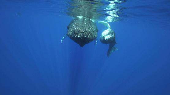 Humpback whales, mother and calf side by side near the surface, Tahiti, 4K UHD