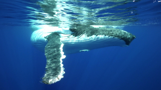 Humpback whales, white mother and calf playing at the surface, Tahiti, 4K UHD