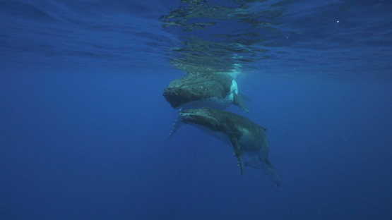 Humpback whales, mother and calf staying near the surface, Tahiti, 4K UHD