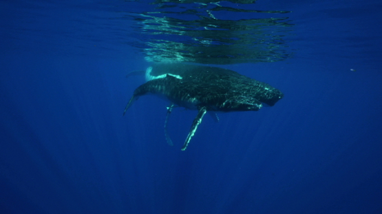 Humpback whale and calf resting at the surface, Tahiti, 4K UHD