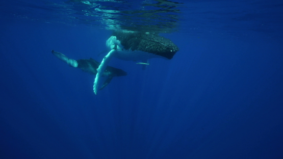 Humpback whales and calf resting at surface, Tahiti, 4K UHD