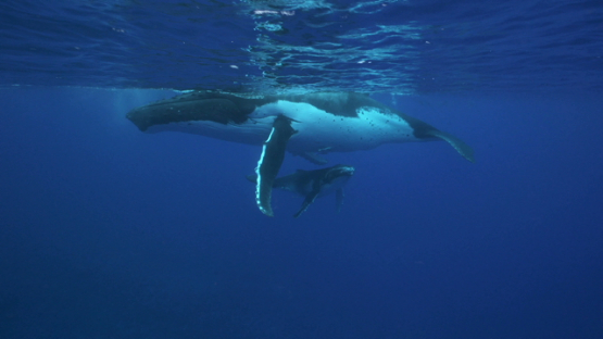 Humpack whales mothe and calf resting at the surface, Tahiti, 4K UHD