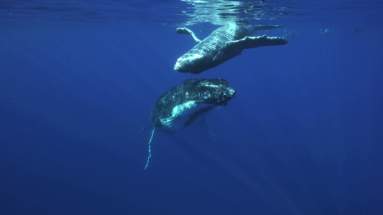 Humpack whale mother and calf staying at surface, Tahiti, 4K UHD