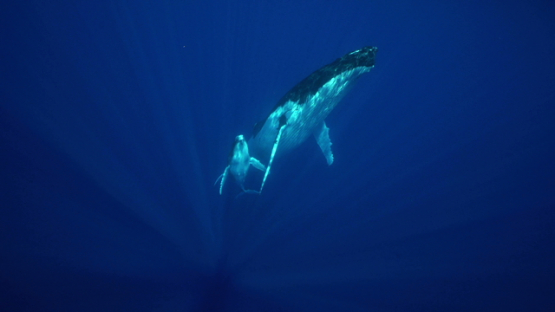 Humpack whales in the sunrays in the deep blue, back to surface, Tahiti, 4K UHD