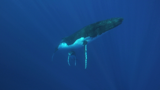 Humpack whales and calf back to surface, Tahiti, 4K UHD