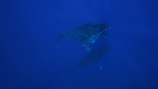 Calf diving to his mother Humpack whale plus escort, in the depth, Tahiti, 4K UHD
