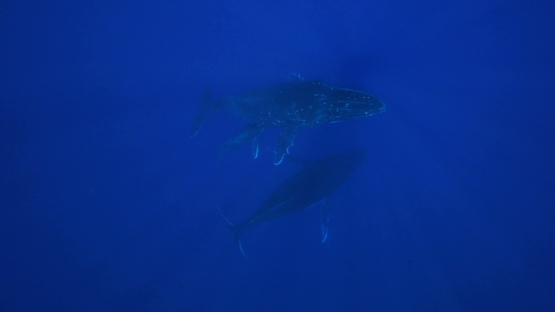 Two humpback whales adults resting with a calf in the depth, Tahiti, 4K UHD