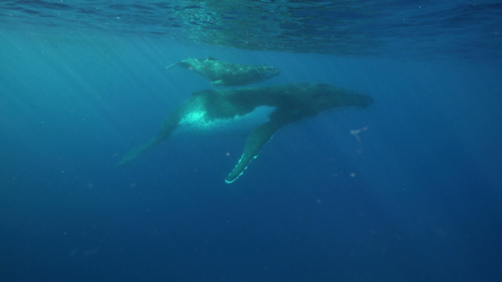 Two Humpback whales, mother and calf swimming near the surface, Tahiti, 4K UHD