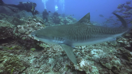 Tiger shark swimming close to scuba divers, Tahiti, 4K UHD