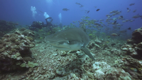Tiger shark close to scuba divers, Tahiti, 4K UHD
