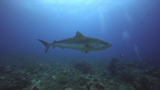 Tiger shark and scuba divers, Tahiti, 4K UHD