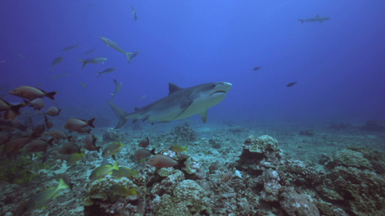 Tiger shark swimming over the camera, Tahiti, 4K UHD
