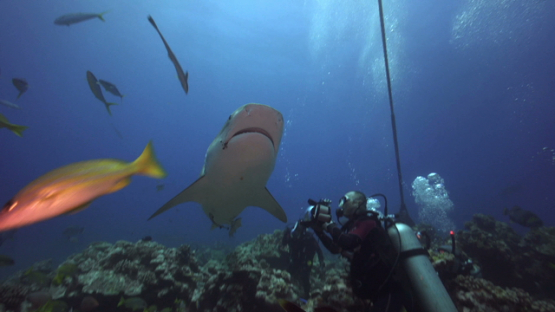Tiger shark and underwater photographer, Tahiti, 4K UHD