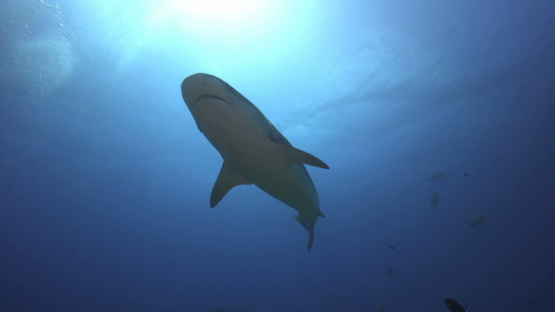 Tiger shark passing over the camera, Tahiti, 4K UHD
