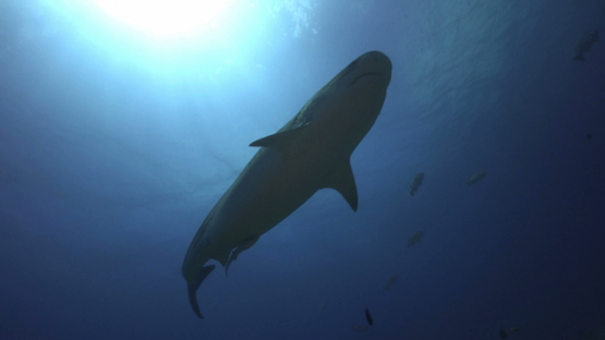 Tiger shark swimming over the camera, Tahiti, 4K UHD