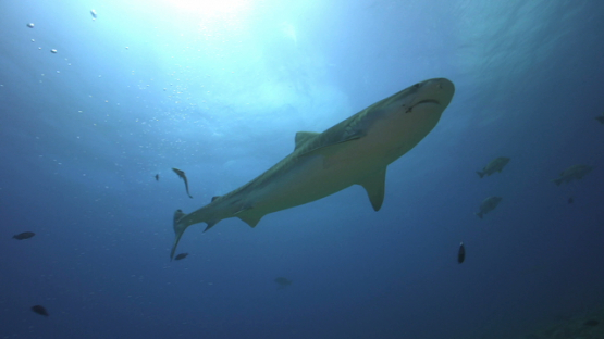 Tiger shark over camera, Tahiti, 4K UHD