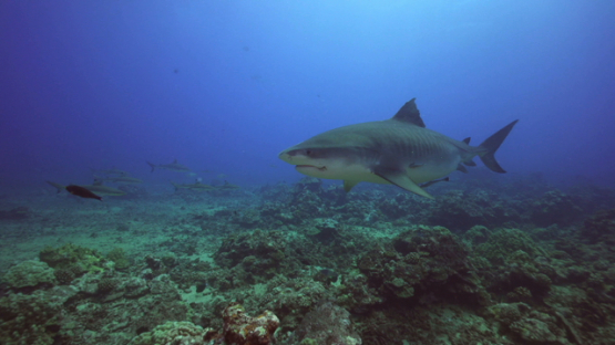 Tiger shark and snappers, Tahiti, 4K UHD