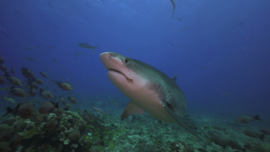 Tiger shark swimming among red snappers, Tahiti, 4K UHD